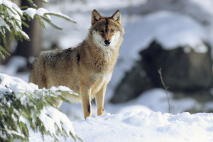 Mooc Large Carnivores