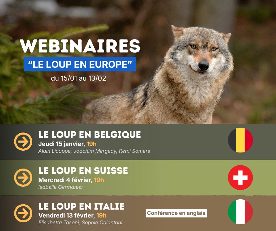 Cycle de conférences en ligne - Le loup en Europe