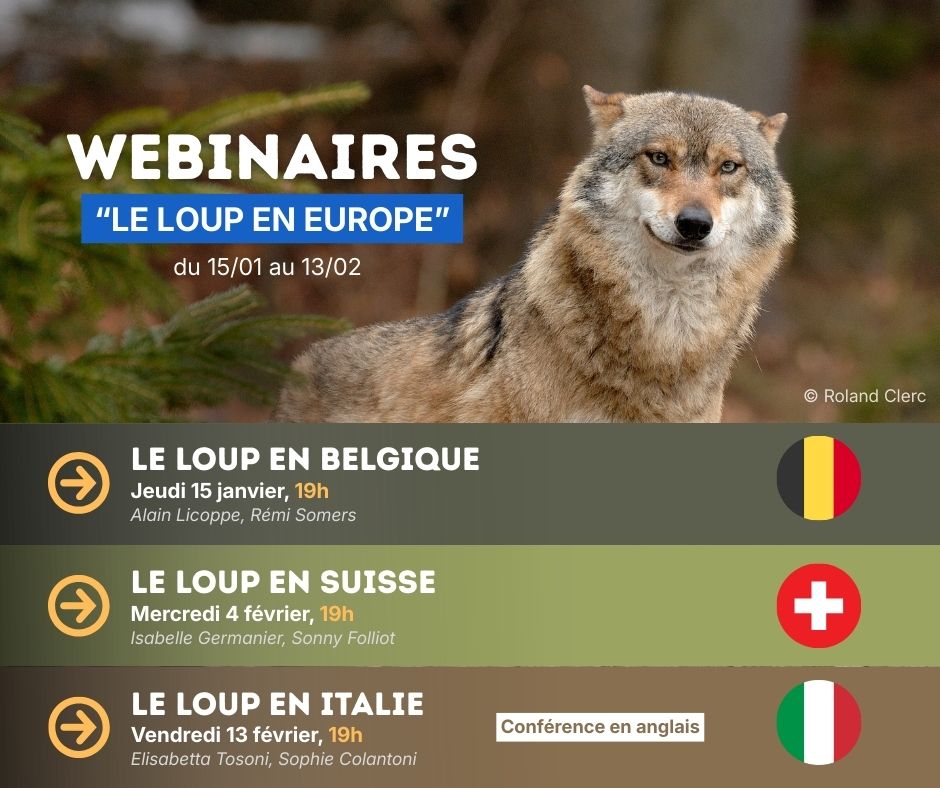 Rediffusions - Le loup en Europe